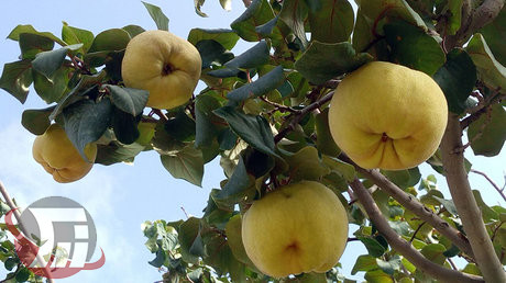 بروجرد مقام اول تولید میوه «بِه» در لرستان