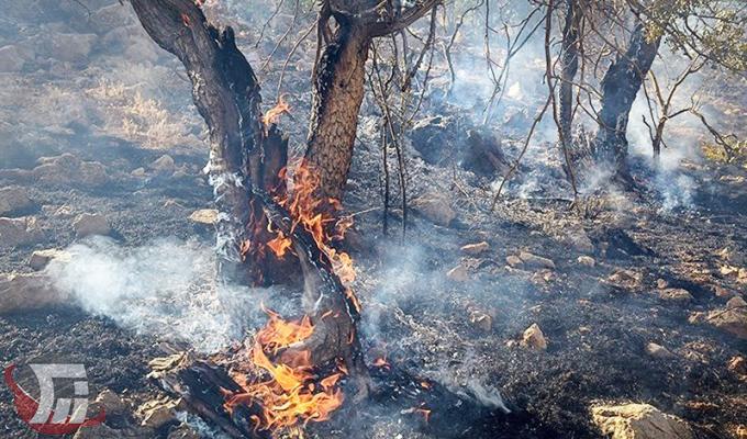 صدای ضجه حیوانات گرفتار در آتش منطقه «گاچال» کوهدشت