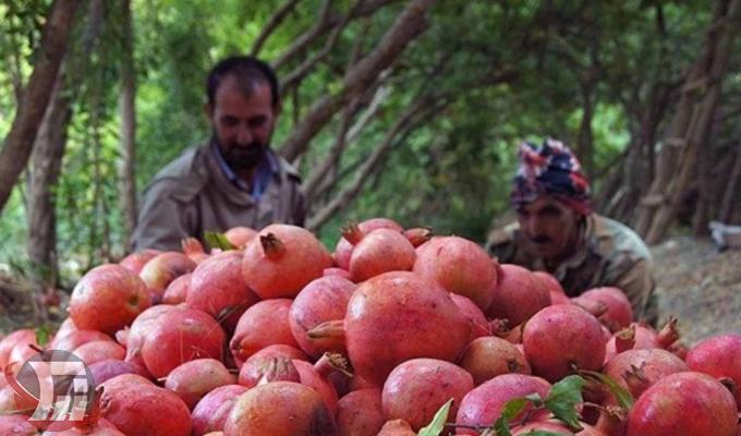 برداشت سالانه 30 هزار تُن انار «سیاب» در کوهدشت