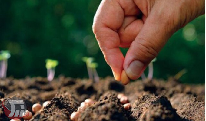 توزیع ۲۳ هزار تن بذر اصلاح شده در بین کشاورزان لرستانی