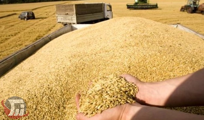 تولید ۲۶هزار تن بذر گندم آبی و دیم در لرستان