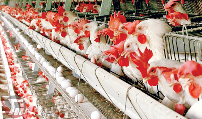 تولید مرغ در لرستان به ۹۰ هزار تن رسید
