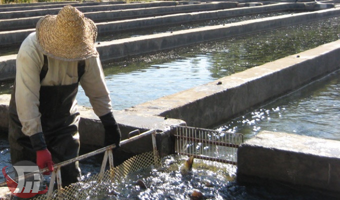 تولید انواع ماهی از ۴۰ مزرعه پرورش آبزیان بروجرد 