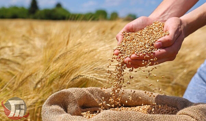 خرید تضمینی ۱۷۰ هزار تن گندم در لرستان