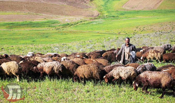 صدور کارت شناسایی دامداری با پنج سال اعتبار