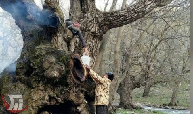 به آتش کشیدن درخت گردوی ۷۰۰ساله در «سلسله»