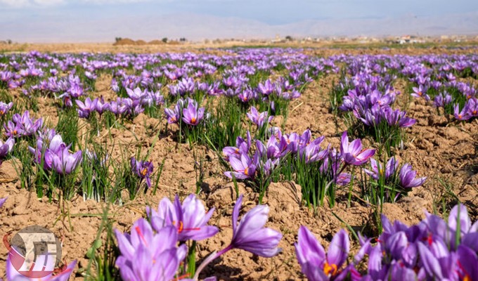 تولید ۱۴۰۰کیلوگرم زعفران در لرستان