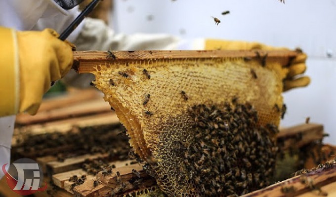 «پلدختر»؛ پایلوت ایجاد مرکز توسعه و نوآوری زنبورداری