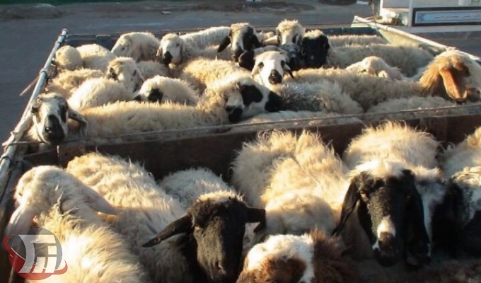 کشف قاچاق دام زنده از لرستان به خارج از کشور