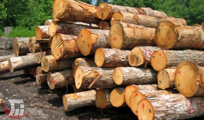 کشف ۱۱ تن چوب قاچاق در بروجرد