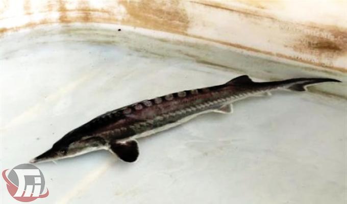 مجتمع پرورش ماهیان خاویاری شهرستان بروجرد 