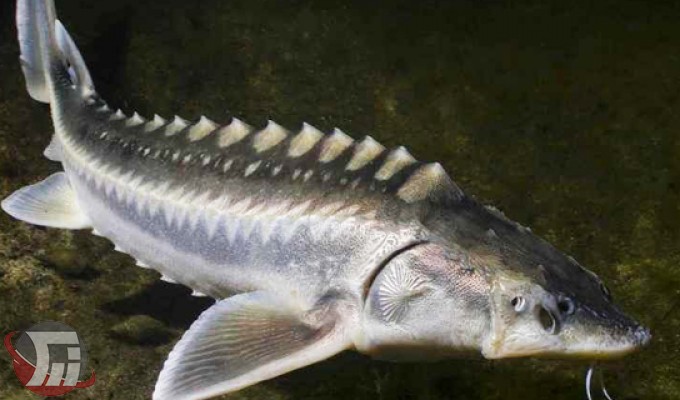 امکان تولید ۵ هزار تن ماهی خاویاری در سد «سیمره»