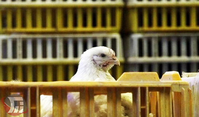 کشف ۵ تن مرغ زنده قاچاق در لرستان