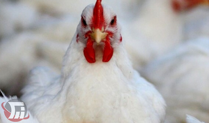 ممنوعیت خروج مرغ و فرآورده‌های مرغی از لرستان