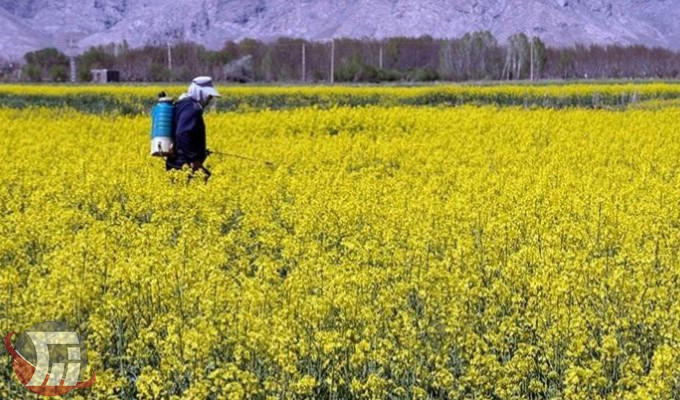 احتمال شیوع آفات در مزارع کلزا لرستان