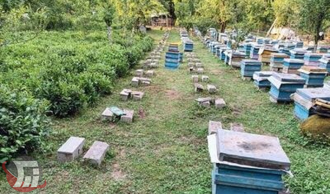ممنوعیت کوچ زنبورستان‌های بدون مجوز به استان‌های دیگر