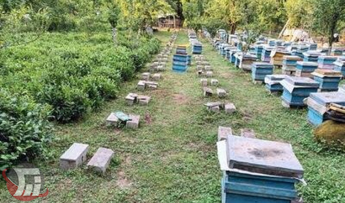 ممنوعیت کوچ زنبورستانهای بدون مجوز به استانهای دیگر