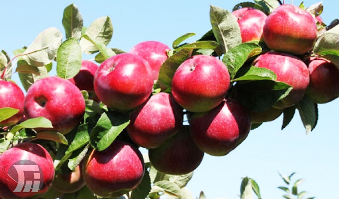 تولید ۳۲۰ هزار تن انواع میوه در لرستان