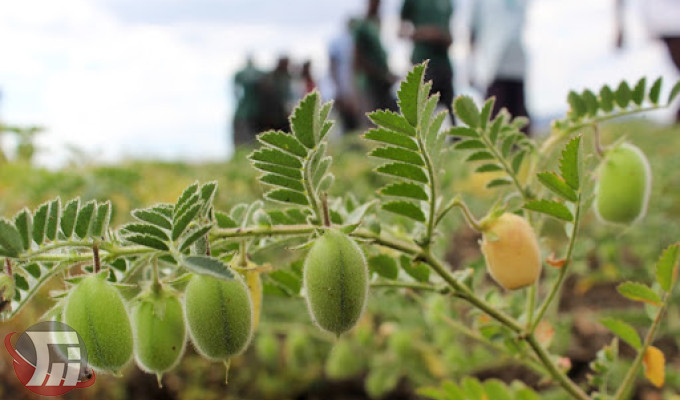 مبارزه بیولوژیک با کرم پیله‌خوار نخود در مزارع لرستان