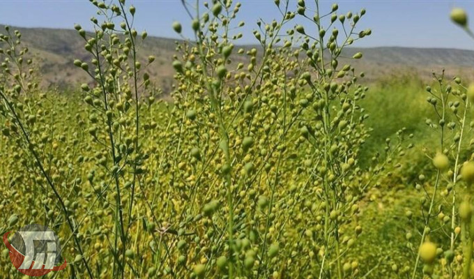 تسویه طلب کاملیناکاران‌ لرستانی