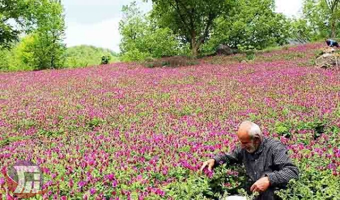 توسعه کشت گیاهان دارویی در دلفان و سلسله