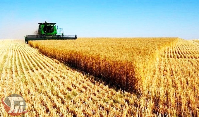 خرید تضمینی بیش از 288 هزار تُن گندم از کشاورزان لرستانی
