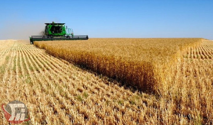 لرستان در جایگاه هفتم تولید گندم کشور