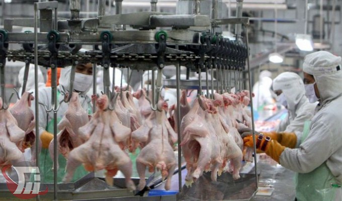 تولید 15 درصد گوشت مرغ لرستان در کوهدشت