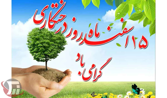 کاشت درخت کاج متوقف شود