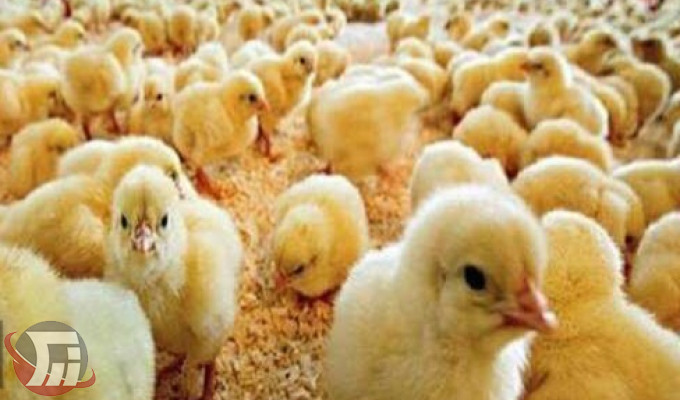 ۳۰ درصد افزایش تولید گوشت مرغ در سال 