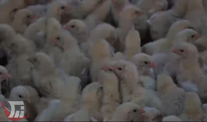 تولید ۹۳ هزار تن گوشت مرغ در لرستان