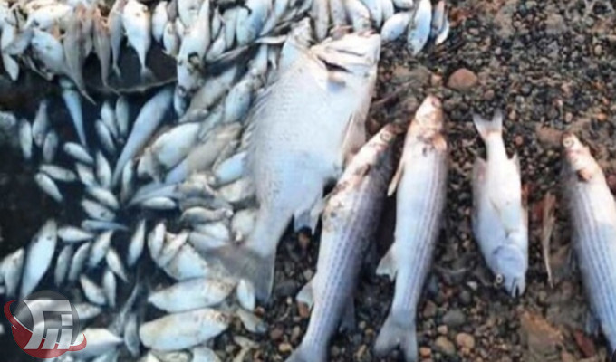 دستگیری متخلفین صید ماهی در پلدختر