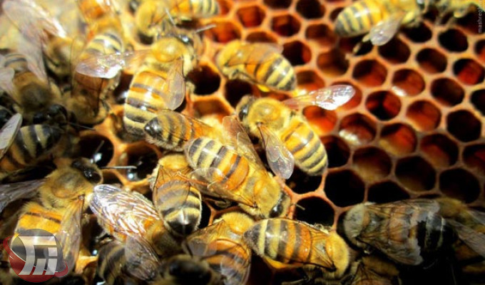 افزایش ۵ درصدی تولید عسل لرستان