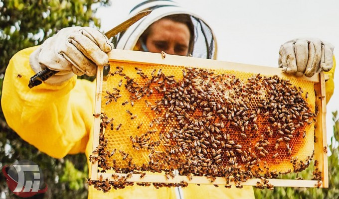 افزایش ۱۰ درصدی تولید عسل در لرستان
