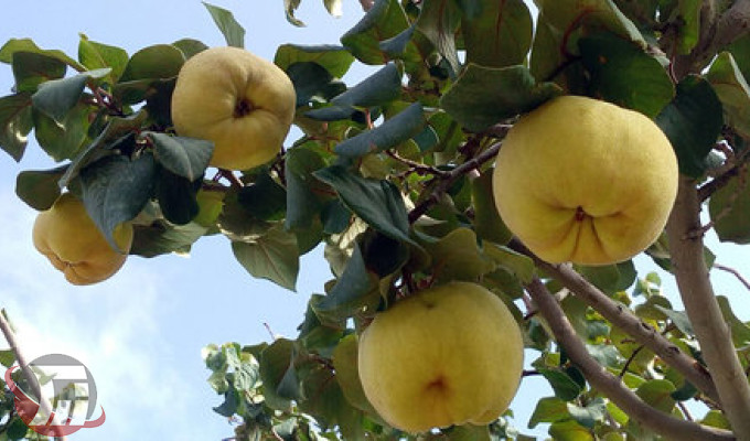 بروجرد مقام اول تولید میوه «بِه» در لرستان