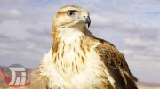 تحویل بهله عقاب مصدوم به مرکز قرنطینه حیات‌وحش خرم‌آباد