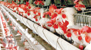 تولید مرغ در لرستان به ۹۰ هزار تن رسید