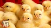 افزایش ۱۲درصدی جوجه‌ریزی در مرغداری‌های لرستان