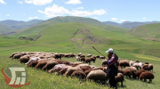 پرورش سنتی دام، چالش اصلی دامپزشکی لرستان