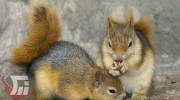 بازگشت ۱۱ سنجاب از قفس سوداگران به طبیعت لرستان