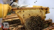 «پلدختر»؛ پایلوت ایجاد مرکز توسعه و نوآوری زنبورداری