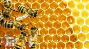عسل لرستان؛ عصاره ۶۰۰ گونه گیاه دارویی و خوراکی