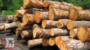 کشف ۱۱ تن چوب قاچاق در بروجرد