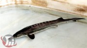 مجتمع پرورش ماهیان خاویاری شهرستان بروجرد 