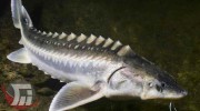 امکان تولید ۵ هزار تن ماهی خاویاری در سد «سیمره»