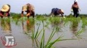 ممنوعیت کشت محصولات آبدوست بهاره در سلسله 