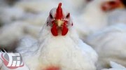 تشدید برخورد با عرضه‌کنندگان مرغ زنده در دلفان 