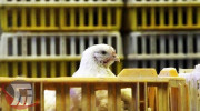 کشف ۵ تن مرغ زنده قاچاق در لرستان