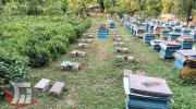 ممنوعیت کوچ زنبورستان‌های بدون مجوز به استان‌های دیگر
