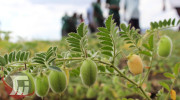 مبارزه بیولوژیک با کرم پیله‌خوار نخود در مزارع لرستان